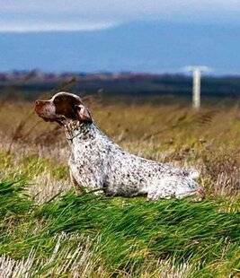 La Revue Nationale de La Chasse 940 POLÉMIQUE : LES CONCOURS DANS LE VISEUR DES ÉCOLOS