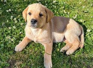 La Revue Nationale de La Chasse 940 Initiales BB