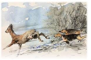 La Revue Nationale de La Chasse 941 Accidentologie, les principaux chiffres (saison 2024-2025)