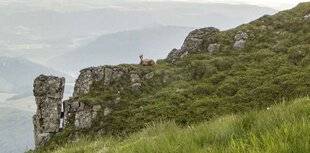 La Revue Nationale de La Chasse 941 Le duo chamois-mouflons baisse