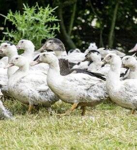 La Revue Nationale de La Chasse 941 Grippe aviaire Risque élevé