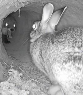 La Revue Nationale de La Chasse 941 L'IA nous fait perdre la tête !