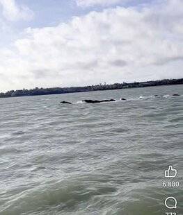 La Revue Nationale de La Chasse 941 La pêche au sanglier est ouverte !