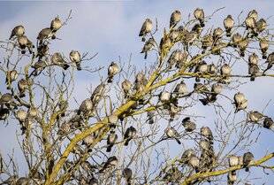 La Revue Nationale de La Chasse 941 PIGEON RAMIER LE GIBIER STAR DE L'HIVER