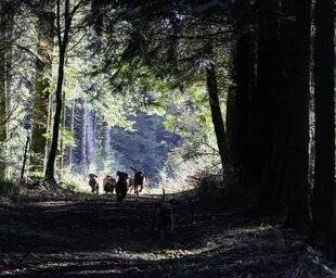 La Revue Nationale de La Chasse 941 BATTUE AUX CERVIDÉS EN FORÊT BRETONNE