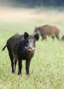 La Revue Nationale de La Chasse 941 Biologie du sanglier : de polygyne à polyandre