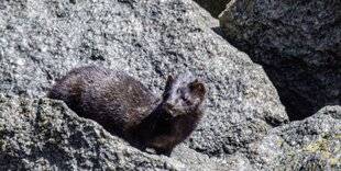 La Revue Nationale de La Chasse 941 UN PRÉDATEUR OPPORTUNISTE ET ENVAHISSANT