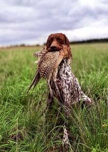 La Revue Nationale de La Chasse 941 LE BRAQUE