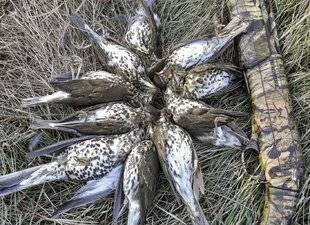 La Revue Nationale de La Chasse 941 GRIVE ET PERDRIX ROUGE EN ESPAGNE