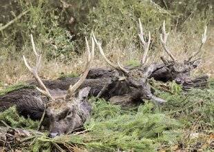 La Revue Nationale de La Chasse 941 CERF SIKA ET MOUFLON EN RÉPUBLIQUE TCHÈQUE