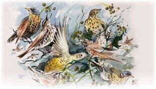 La Revue Nationale de La Chasse 942 Le tir des corvidés au champ