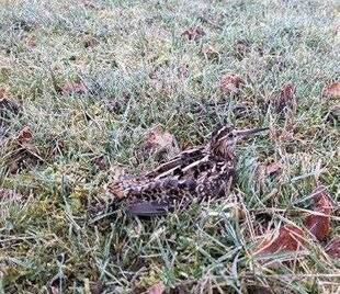 La Revue Nationale de La Chasse 942 La valse des interdictions continue