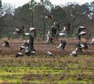 La Revue Nationale de La Chasse 942 5 160 grues cendrées recensées
