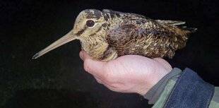 La Revue Nationale de La Chasse 942 Une mordorée de haut vol