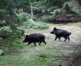 La Revue Nationale de La Chasse 942 BATTUE L'EFFICACITÉ SUÉDOISE