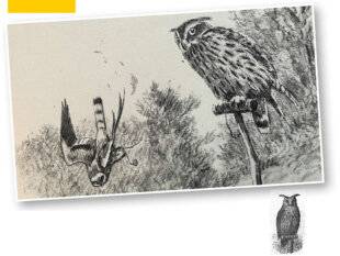 La Revue Nationale de La Chasse 942 LA CHASSEAU HIBOU GRAND-DUC