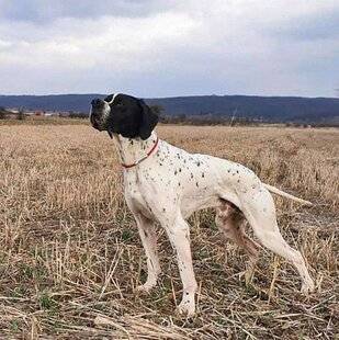 La Revue Nationale de La Chasse 942 BRITANNIQUES PLAYER GAGNE !