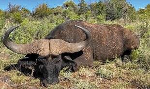 La Revue Nationale de La Chasse 942 SAFARI SPÉCIAL « BUFFLES CAFFERS » EN AFRIQUE DU SUD