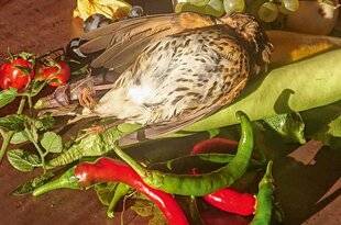 La Revue Nationale de La Chasse 942 GRIVES MUSICIENNES ENTRE DEUX SAISONS