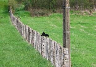 La Revue Nationale de La Chasse 942 Corvidés : plus de haies, moins de prédation ?