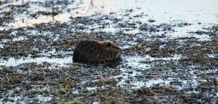 La Revue Nationale de La Chasse 942 La régulation du ragondin