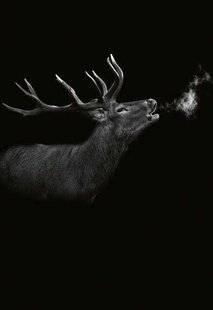 La Revue Nationale de La Chasse 943 Quatre jours de passion cynégétique