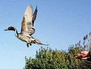 La Revue Nationale de La Chasse 943 Migration Vodka, le canard globe-trotteur