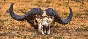 La Revue Nationale de La Chasse 943 LE BUFFLE “ MORT NOIRE ”DU ZIMBABWE