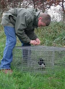 La Revue Nationale de La Chasse 943 NON, LE PIÉGEAGE N'EST PAS DÉSUET !