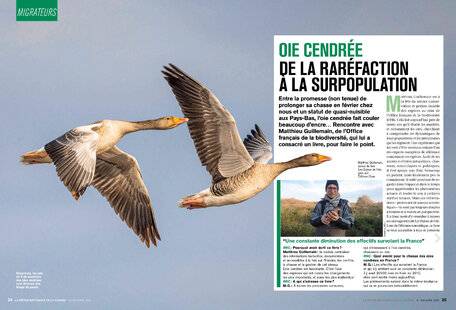 La Revue Nationale de La Chasse 943 OIE CENDRÉE DE LA RARÉFACTION À LA SURPOPULATION