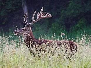 La Revue Nationale de La Chasse 943 Pourquoi les bois tombent-ils alors que les cornes restent ?