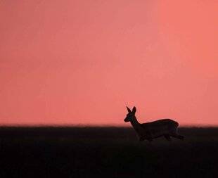 La Revue Nationale de La Chasse 943 QU'A-T-ON LE DROIT DE FAIRE ?