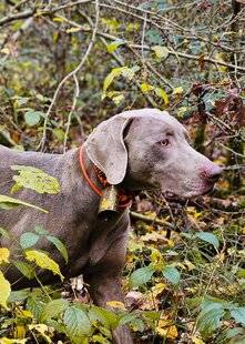 La Revue Nationale de La Chasse 943 LE BRAQUE DE WEIMAR