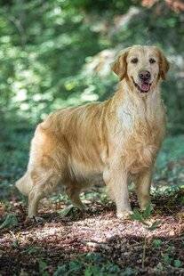 La Revue Nationale de La Chasse 943 Golden retriever : nouveau chien favori