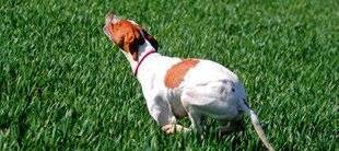 La Revue Nationale de La Chasse 943 Cap sur la grande quête