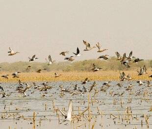 La Revue Nationale de La Chasse 943 LES CANARDS DU LAC TCHAD