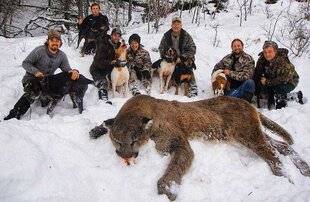 La Revue Nationale de La Chasse 943 PUMA AUX CHIENS COURANTS, EN COLOMBIE-BRITANNIQUE
