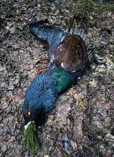 La Revue Nationale de La Chasse 943 GRAND TÉTRAS, EN RUSSIE