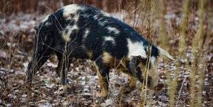 La Revue Nationale de La Chasse 944 Le Gers serre la vis sur les cochongliers