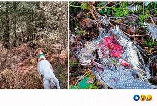 La Revue Nationale de La Chasse 944 Bécasse en chasse de bas vol…