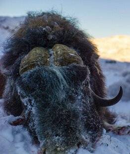 La Revue Nationale de La Chasse 944 BŒUF MUSQUÉLE GRAAL VENU DU FOND DES TEMPS