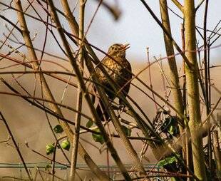 La Revue Nationale de La Chasse 944 Chant des oiseaux : des variations et accents locaux