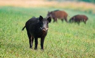 La Revue Nationale de La Chasse 944 Mai : l'affût au sanglier