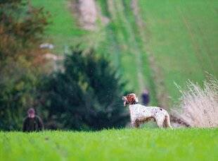 La Revue Nationale de La Chasse 944 ENTRAÎNER SON CHIEN HORS SAISON
