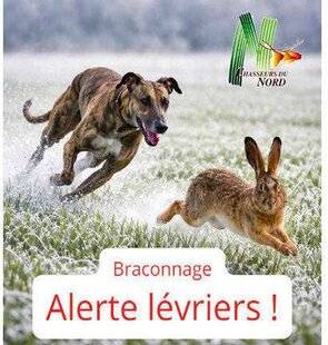 La Revue Nationale de La Chasse 944 Des lévriers anglais coursent les lièvres
