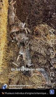 La Revue Nationale de La Chasse 945 Des dizaines de lièvres tués dans le Cambrésis !