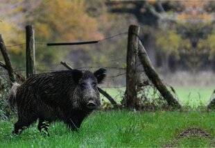 La Revue Nationale de La Chasse 945 SANGLIER SAVOIR APPRÉCIER LE VERRE À MOITIÉ PLEIN