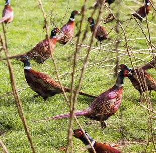 La Revue Nationale de La Chasse 945 LES OISEAUX DE LACHER SONT-ILS GÉNÉTIQUEMENT DIFFÉRENTS ?