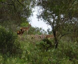 La Revue Nationale de La Chasse 945 APPROCHE ANDALOUSE
