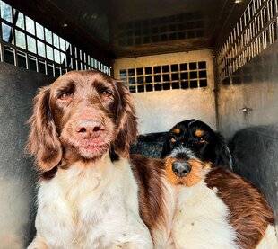 La Revue Nationale de La Chasse 945 TRANSPORTER SES CHIENS LÉGISLATION ET RECOMMANDATIONS